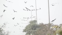 لاهور کې ځینې خلک ولې مارغانو ته غوښه اچوي؟ لاهور کې ځینې خلک ولې مارغانو ته غوښه اچوي؟