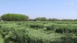 د مردان کروندګر وايي، بې وخته بارانونو او ږلۍ یې فصلونو او باغونو ته تاوان رسولی  د مردان کروندګر وايي، بې وخته بارانونو او ږلۍ یې فصلونو او باغونو ته تاوان رسولی