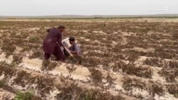بارانونو د کلاسېف الله په بادیني کې د پټاټو فصلونو ته زیان اړولی  بارانونو د کلاسېف الله په بادیني کې د پټاټو فصلونو ته زیان اړولی
