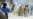 16 Pakistanis Die In Film, Cartoon Protests