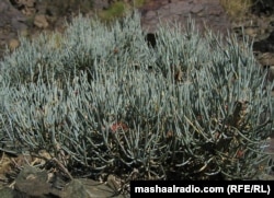 An ephedra plant