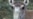 Unique Antelope Threatened, But Optimism Exists