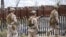 Американские морские пехотинцы на границе США и Мексики в городе Сан-Диего. На заднем плане мексиканский город Тихуана. Февраль 2025 года