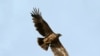 The Steppe Eagle Aquila Nipalensis only breeds at selected sites in Kazakhstan