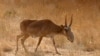 Saving A Central Asian Steppe Landscape