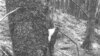 Imagine de la Garda Forestieră, în pădurea din com. Moldovița/ jud. Suceava. Se observă un plic inoculat în scoarța arborelui. Ar conține substanțe chimice de tip feromoni care atrag insecte dăunătoare care duc la uscarea arborelui. Dăunătorii se răspândesc apoi la alți copaci.