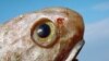 A bottom-dwelling grenadier fish (photo: MAR-ECO/Oystein Paulsen-IMR)