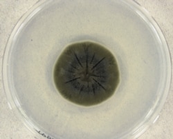 Cladosporium sphaerospermum – тот самый чернобыльский грибок – в чашке Петри