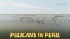 Reduced Bills: More Pelicans Bypass A Dying Russian Lake