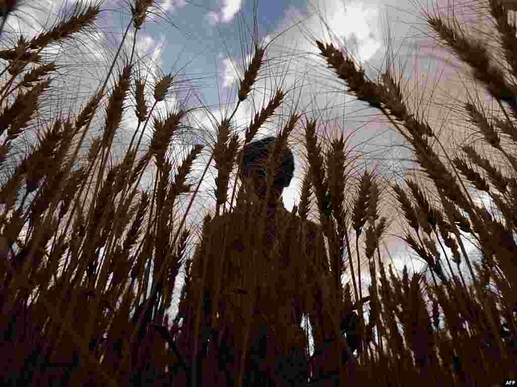 An Afghan farmer inspects his wheat crop in July 2010 (AFP). - In order to avoid catastrophic food shortages that could collapse the global economy, the Earth Policy Institute's "Plan B" calls for a complex program of measures aimed at reducing carbon emission, restoring natural systems, and addressing key social problems that produce overpopulation and instability. Overall, Plan B calls for annual spending of $185 billion on all of these programs between now and 2020. That figure is about 28 percent of annual U.S. military spending or 12 percent of global military spending.