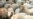 Moratorium On Hunting Rare Sheep Hurting Tajik Region