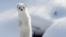 Wildlife Photos Siberia