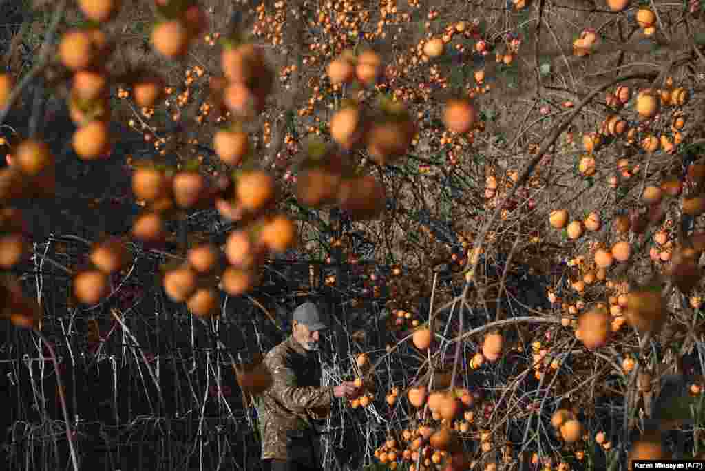 A Stepanakert local harvests persimmons that apparently flourished through the recent conflict. 