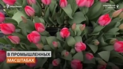 В городе, окружном угольными разрезами, кузбассовец выращивает тюльпаны В городе, окружном угольными разрезами, кузбассовец выращивает тюльпаны