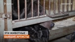 Новосибирский цирк выбросил на улицу четвероногих артистов-пенсионеров Новосибирский цирк выбросил на улицу четвероногих артистов-пенсионеров