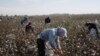 Uzbek State Workers Say They're Still Being Forced To Pick Cotton
