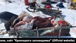 Туши оленей, убитых браконьерами в Корякском заповеднике